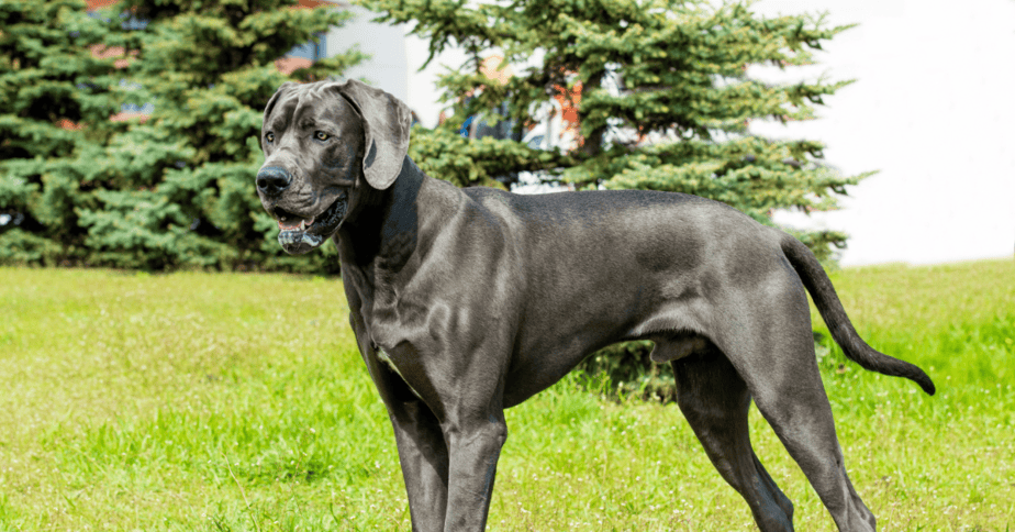 Big dog outlet breeds short hair